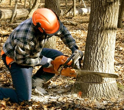 Tree Removal in Rains, SC